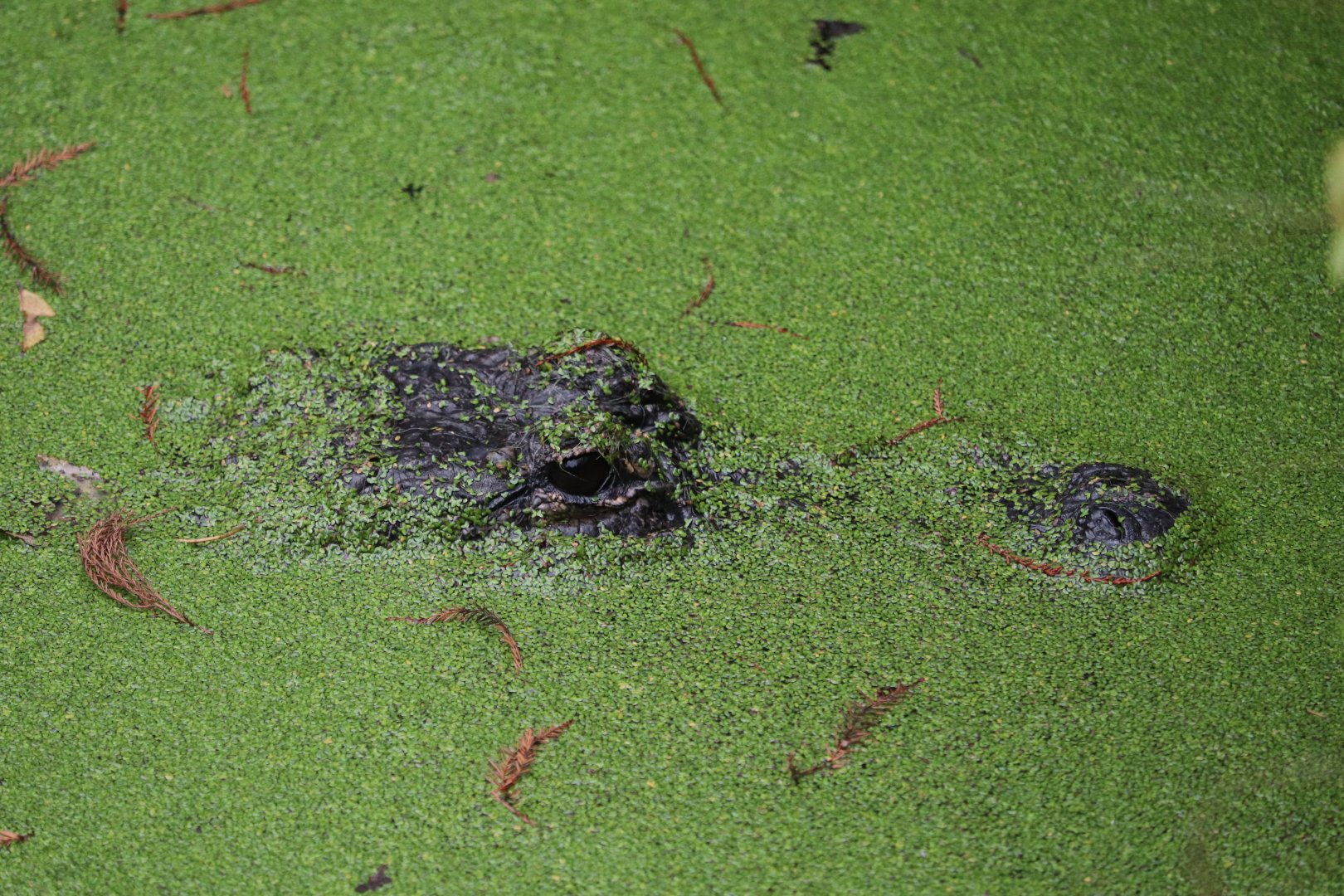 Wild Florida - American Alligator