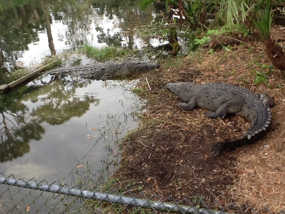Wild Florida- American Crocodiles