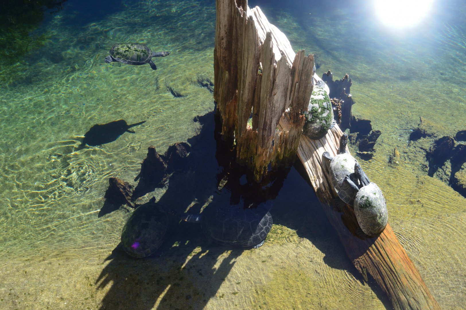 Wild Florida - Arrau Turtle/Yellow-spotted Amazon River Turtle