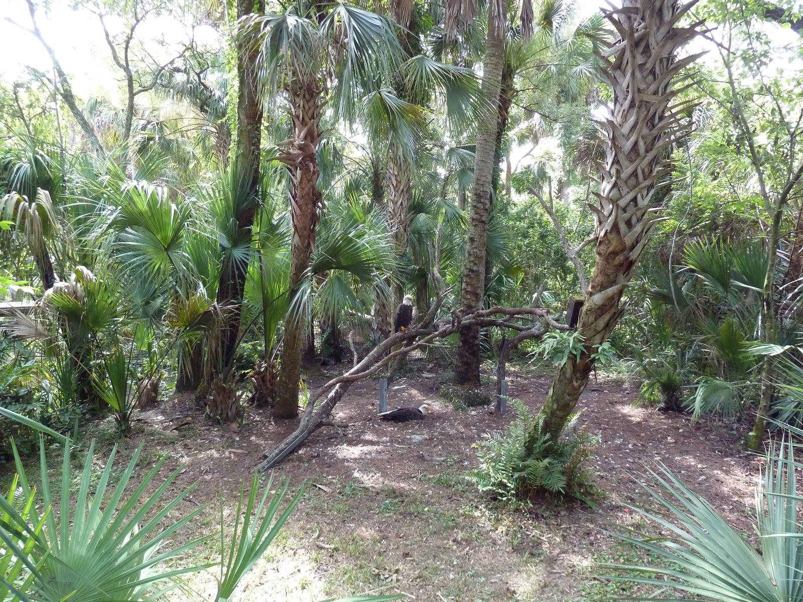 Wild Florida - Bald Eagle Exhibit