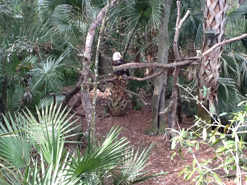 Wild Florida- Bald Eagle