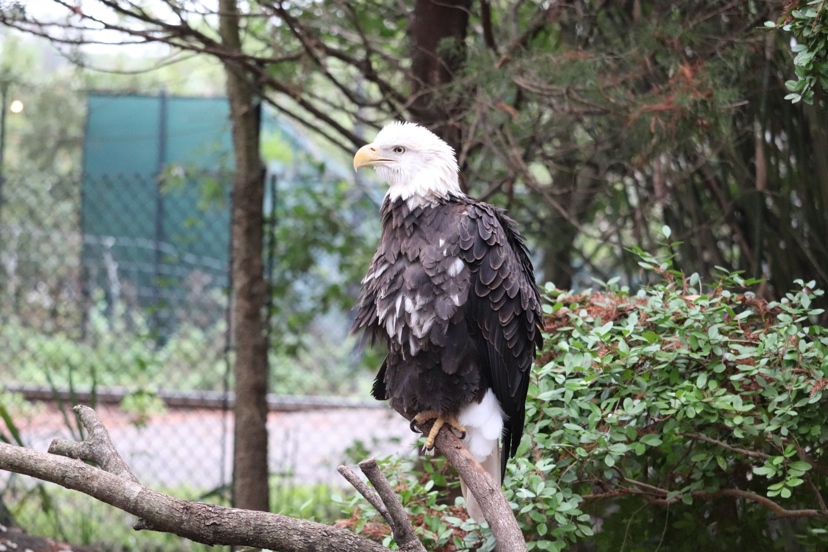 Wild Florida - Bald Eagle