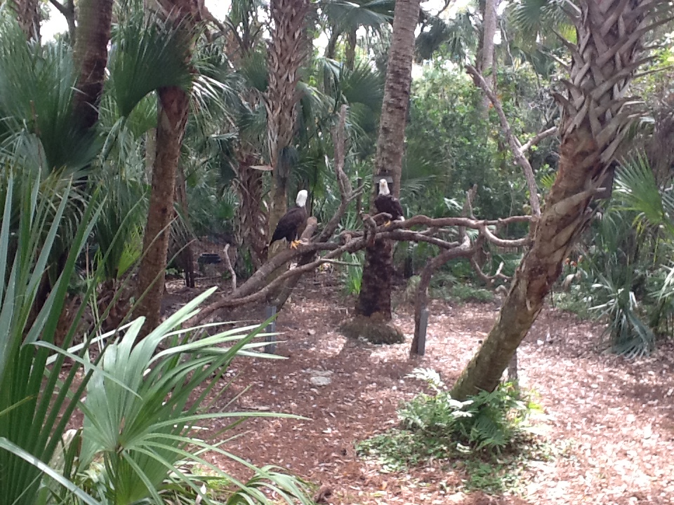 Wild Florida- Bald Eagles