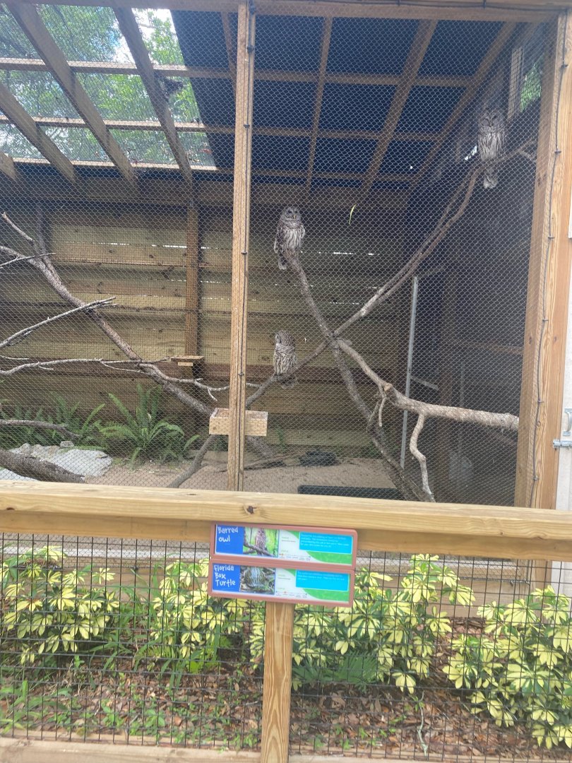 Wild Florida- Barred Owl Exhibit