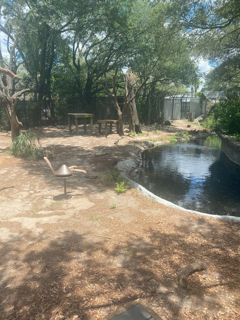 Wild Florida- Black Bear Exhibit