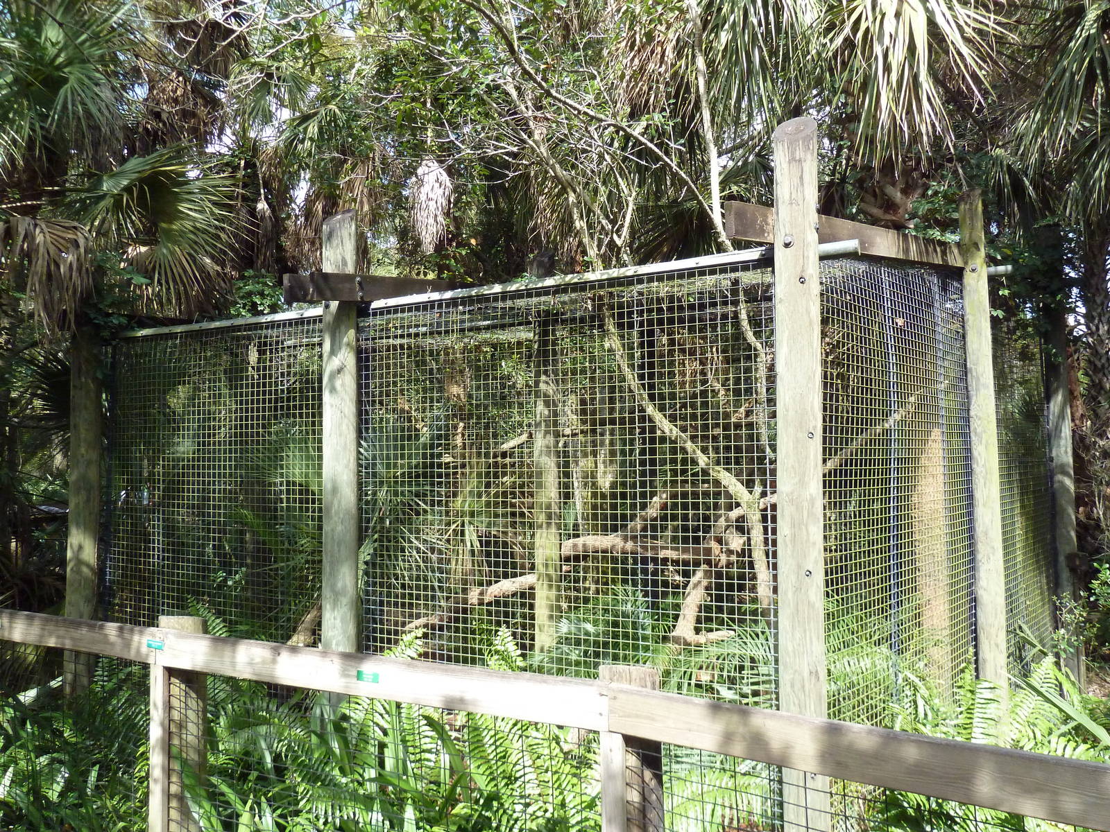 Wild Florida - Bobcat Exhibit