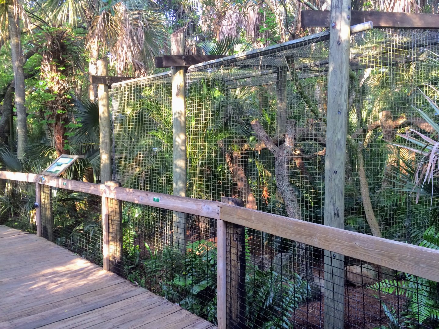Wild Florida - Bobcat Exhibit