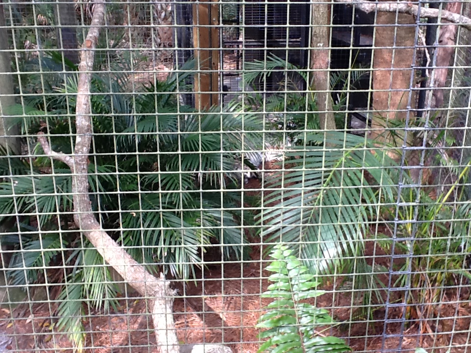 Wild Florida- Bobcat