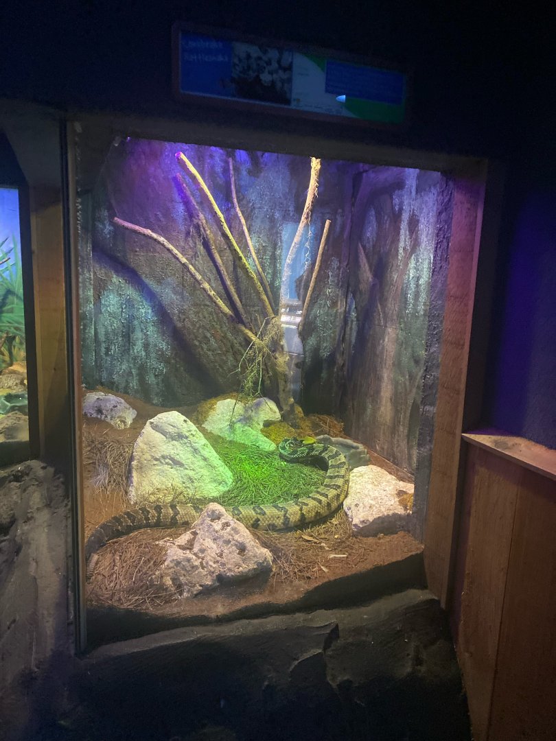 Wild Florida- Canebrake Rattlesnake Exhibit