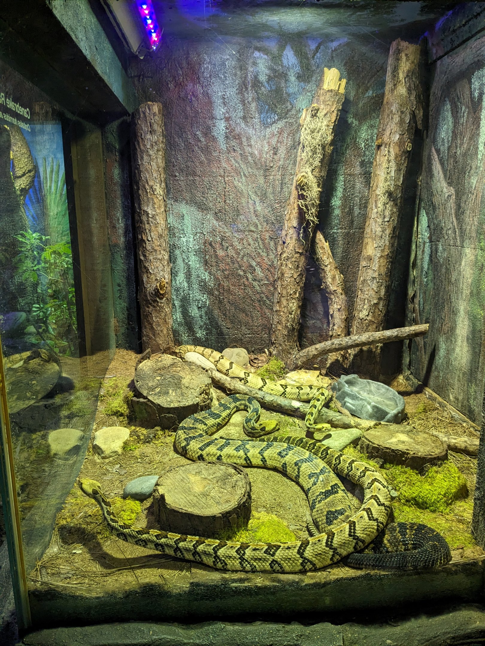 Wild Florida - Canebrake rattlesnakes