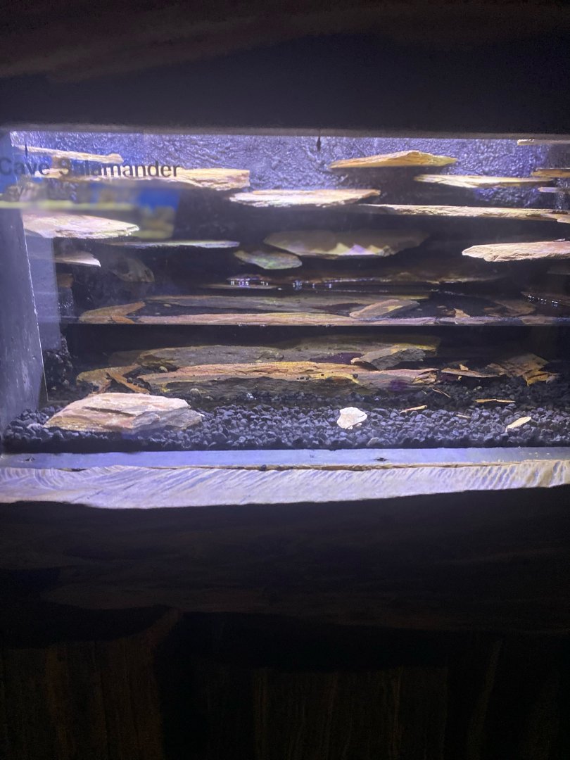 Wild Florida- Cave Salamander Exhibit