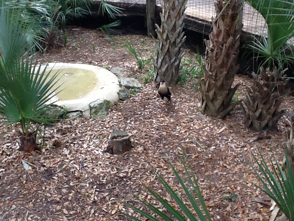 Wild Florida- Crested Caracara