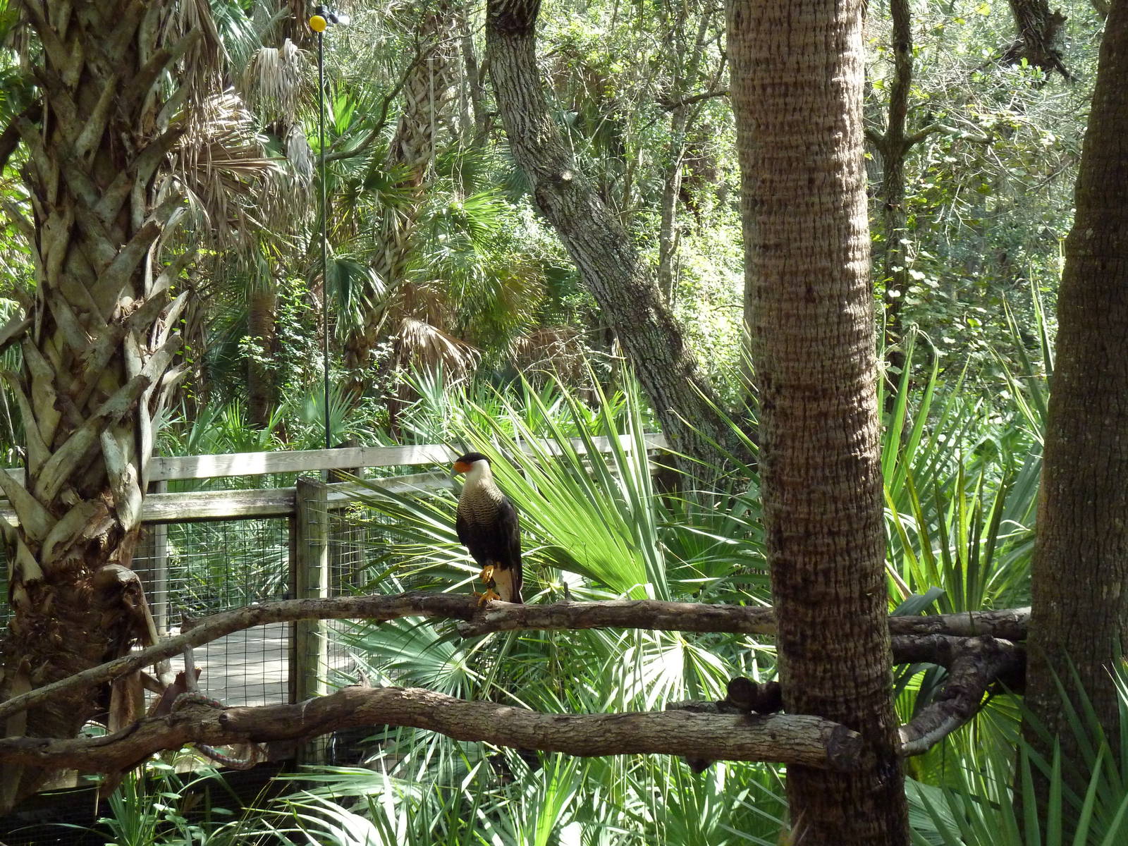Wild Florida - Crested Caracara