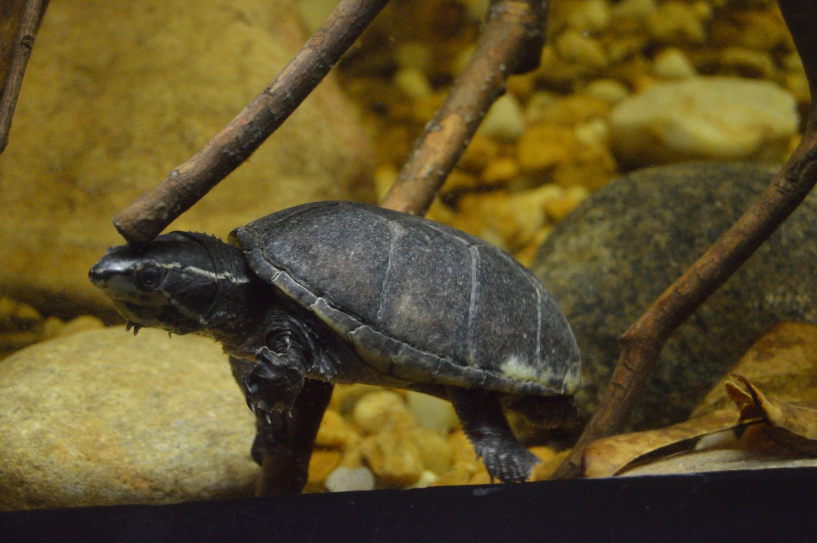 Wild Florida - Eastern Musk Turtle