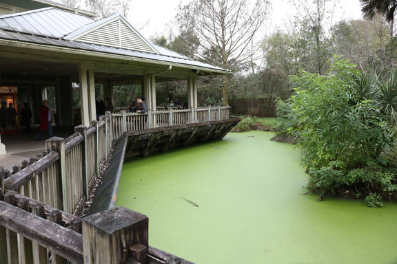 Wild Florida exhibit