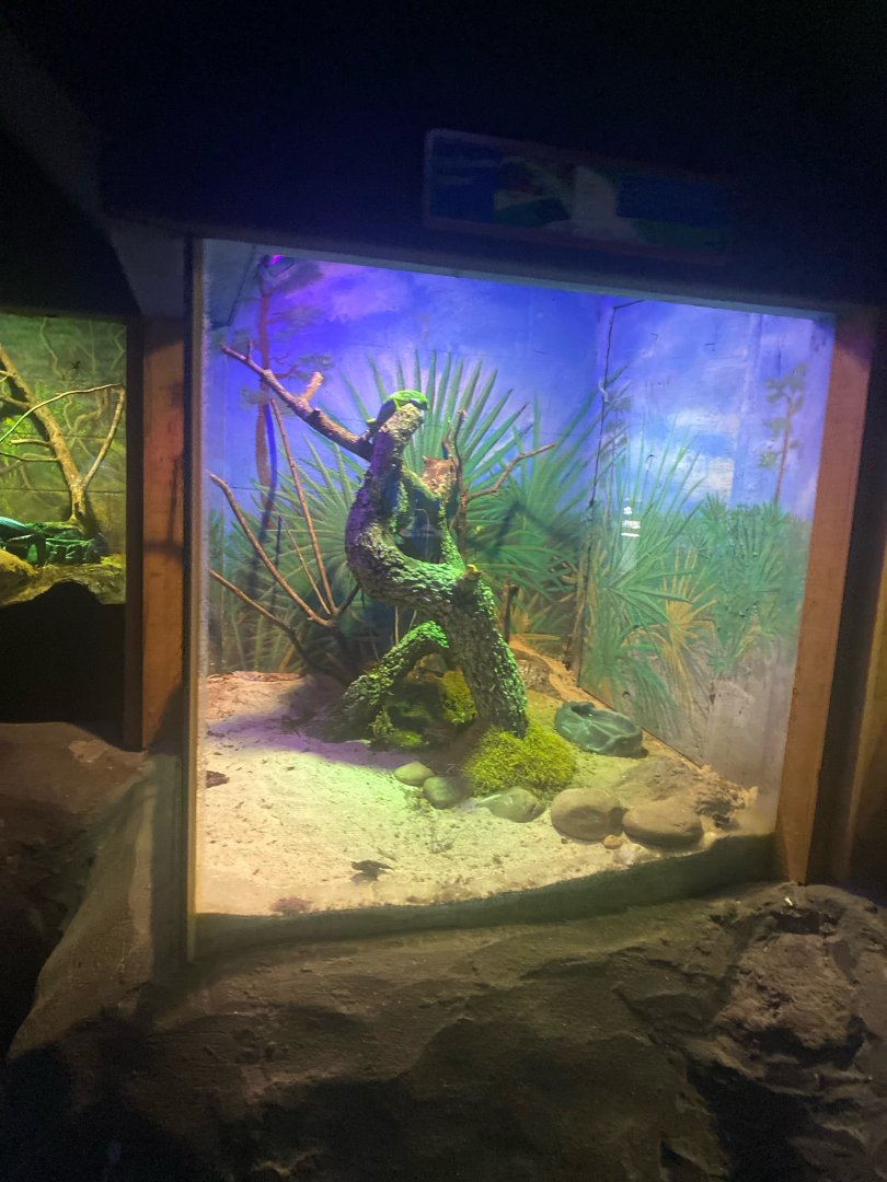 Wild Florida- Fiji Banded Iguana Exhibit