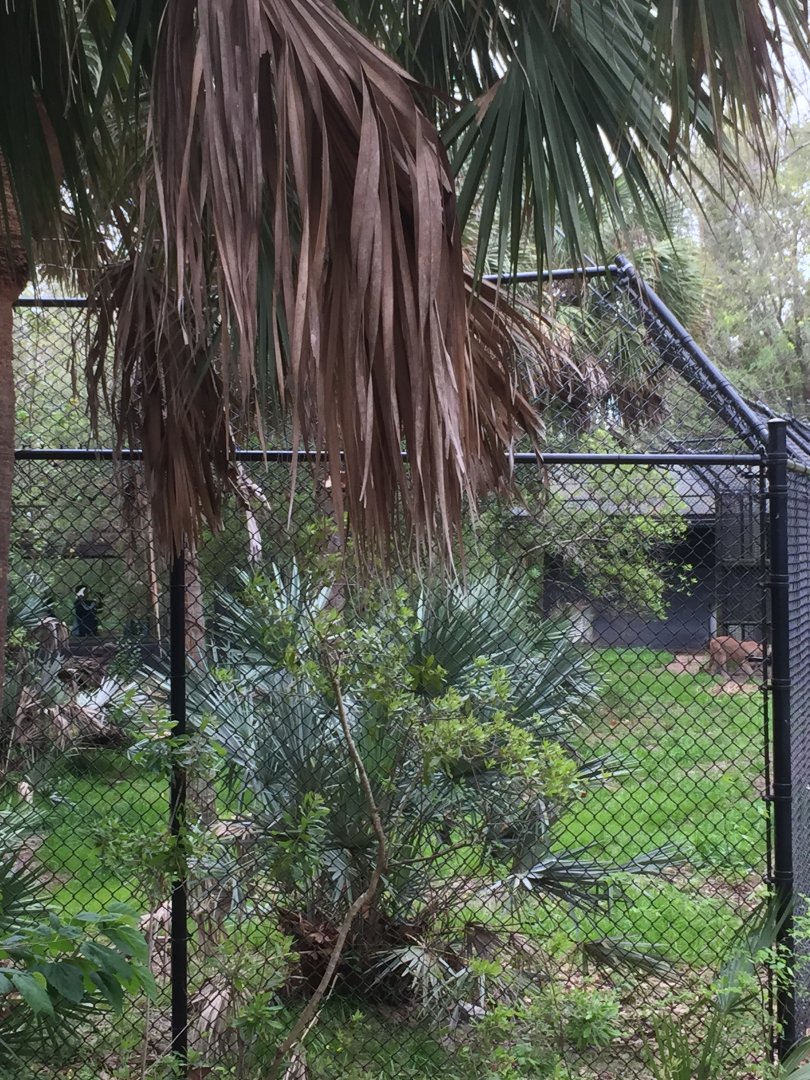 Wild Florida- Florida Panther