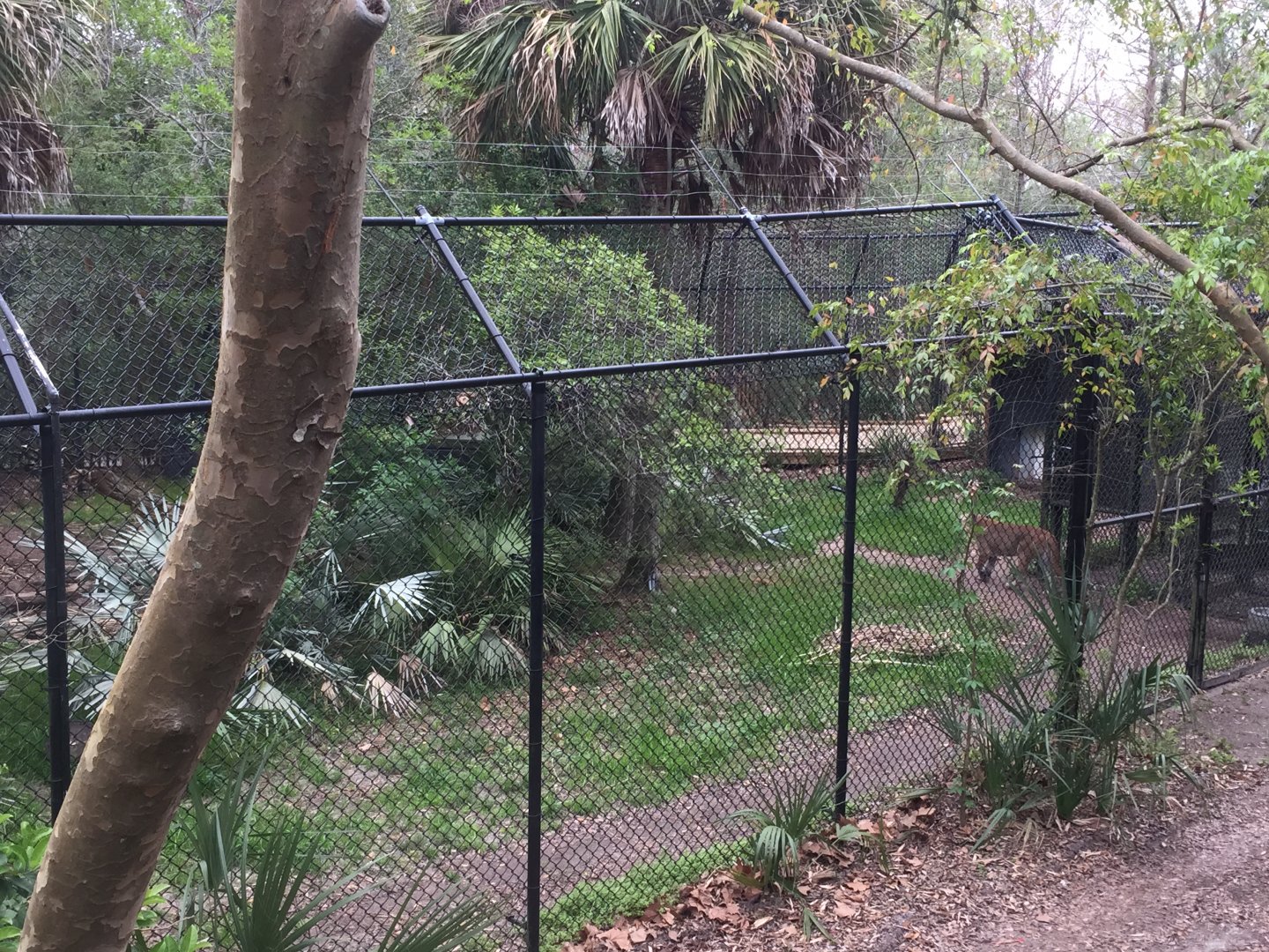 Wild Florida- Florida Panther