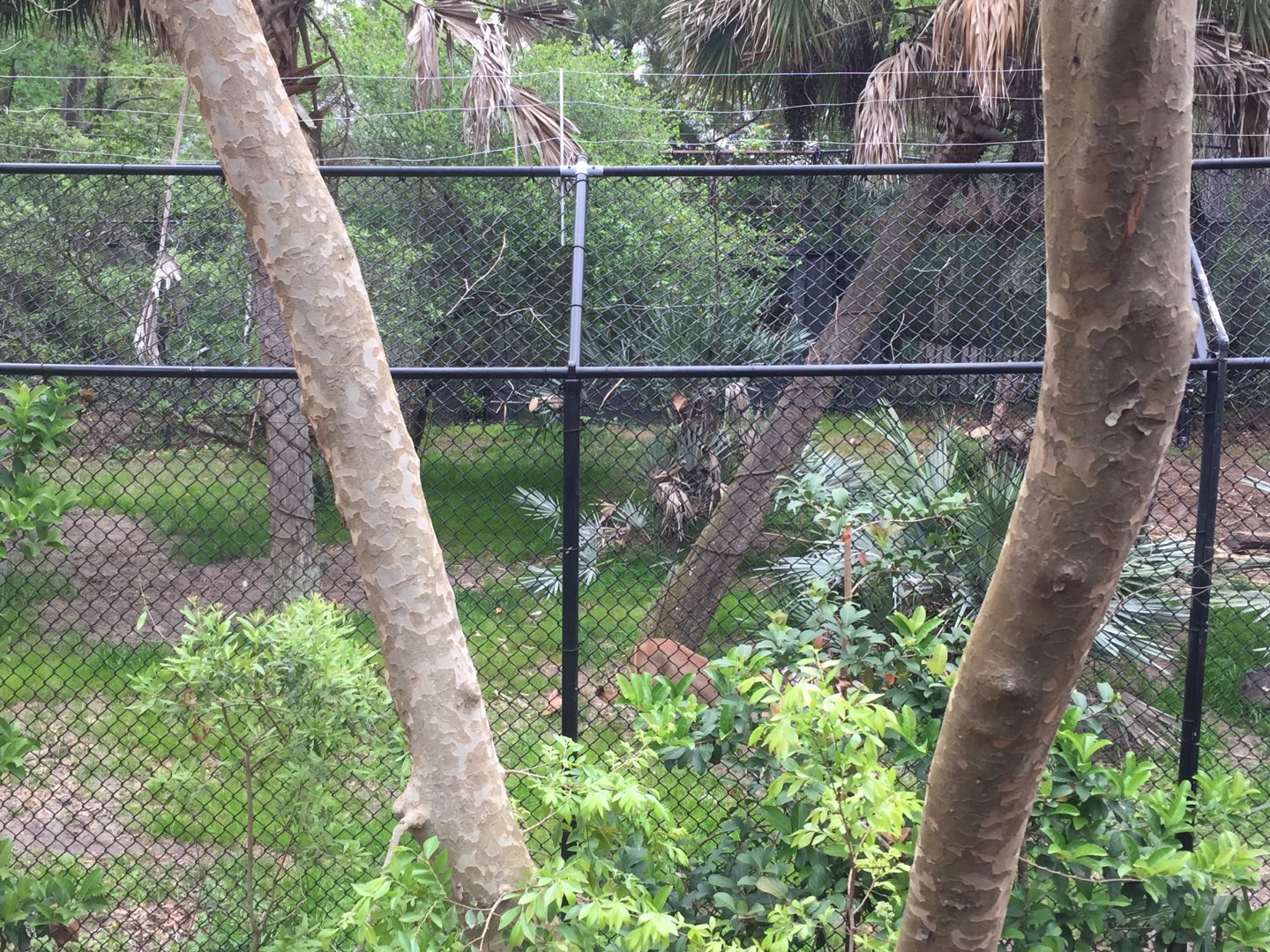 Wild Florida- Florida Panther