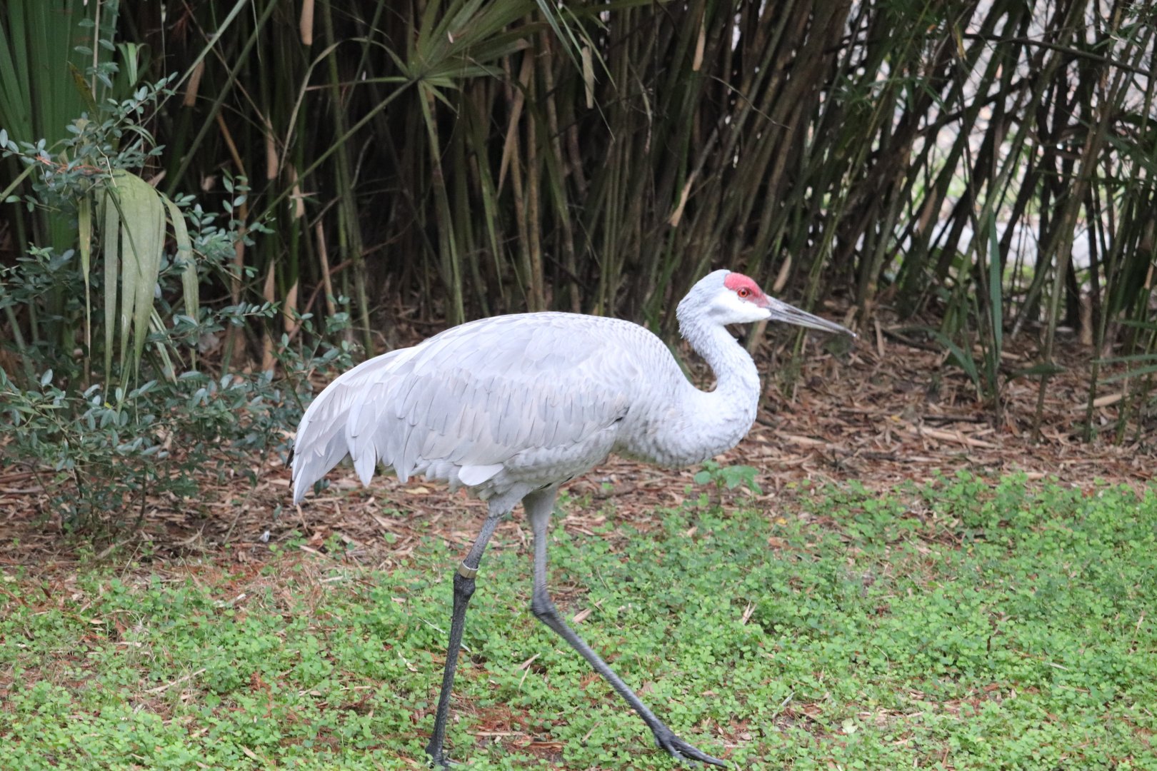 Wild Florida - Florida Sandhill Crane