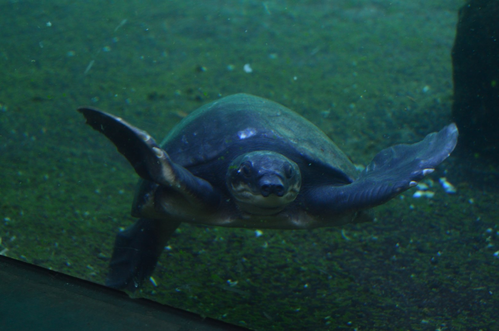 Wild Florida - Fly River Turtle