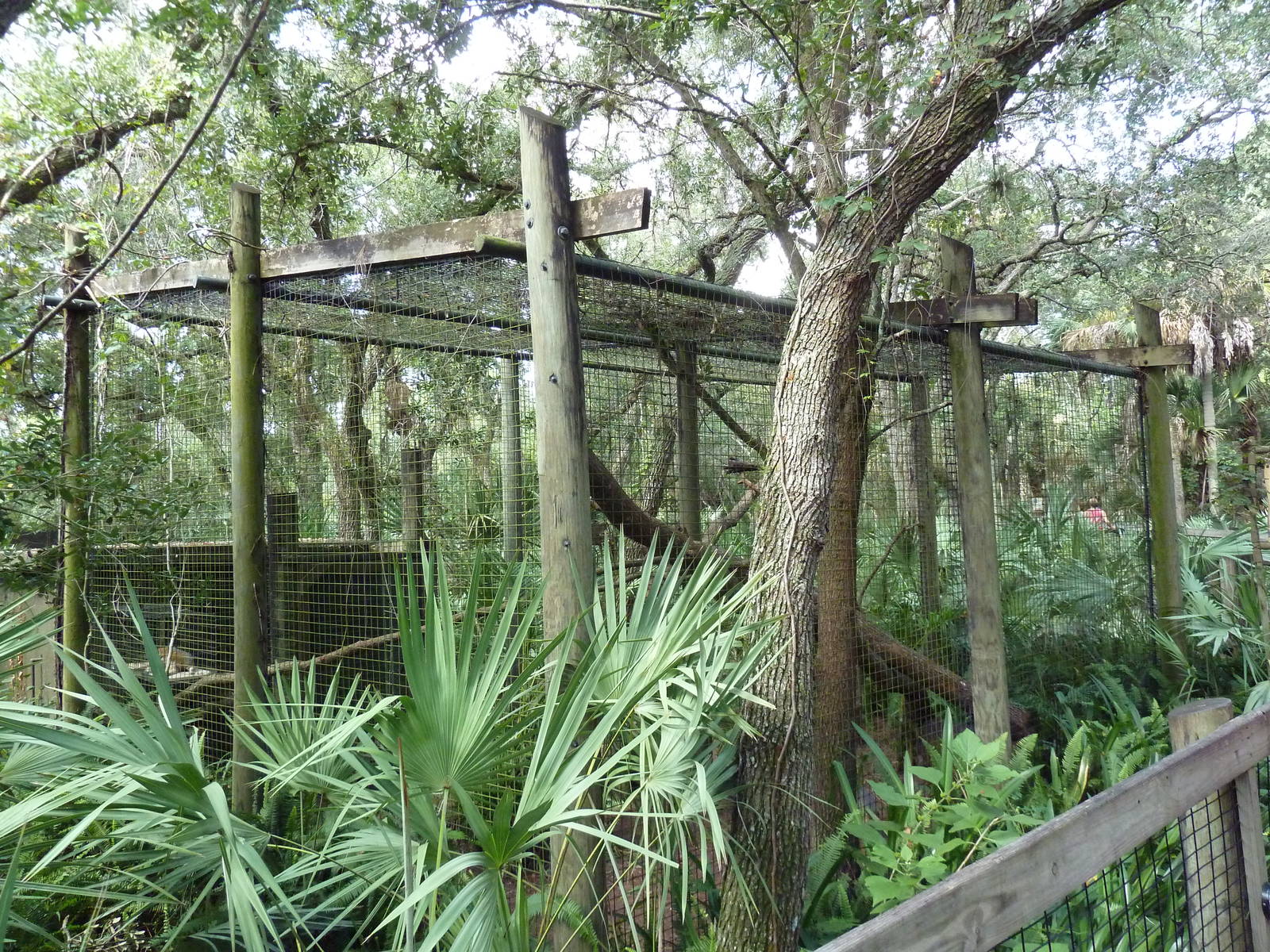 Wild Florida - Gray Fox Exhibit