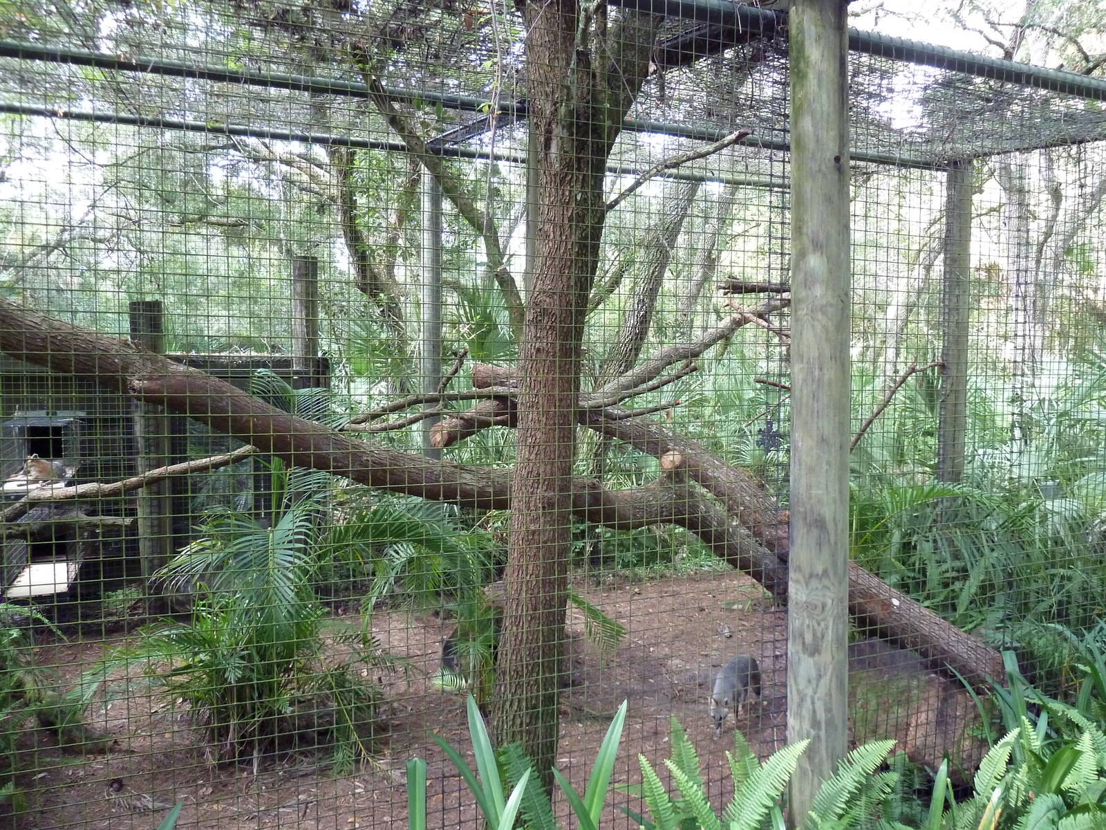Wild Florida - Gray Fox Exhibit