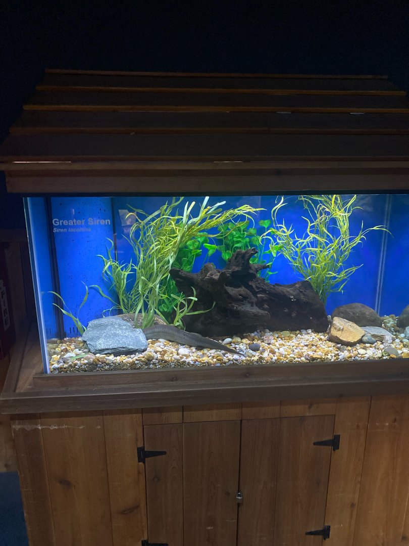 Wild Florida- Greater Siren Exhibit