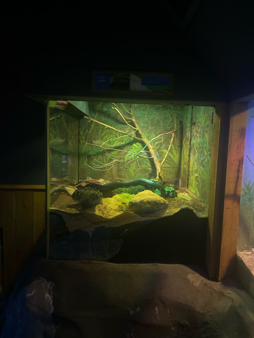 Wild Florida- Indigo Snake Exhibit