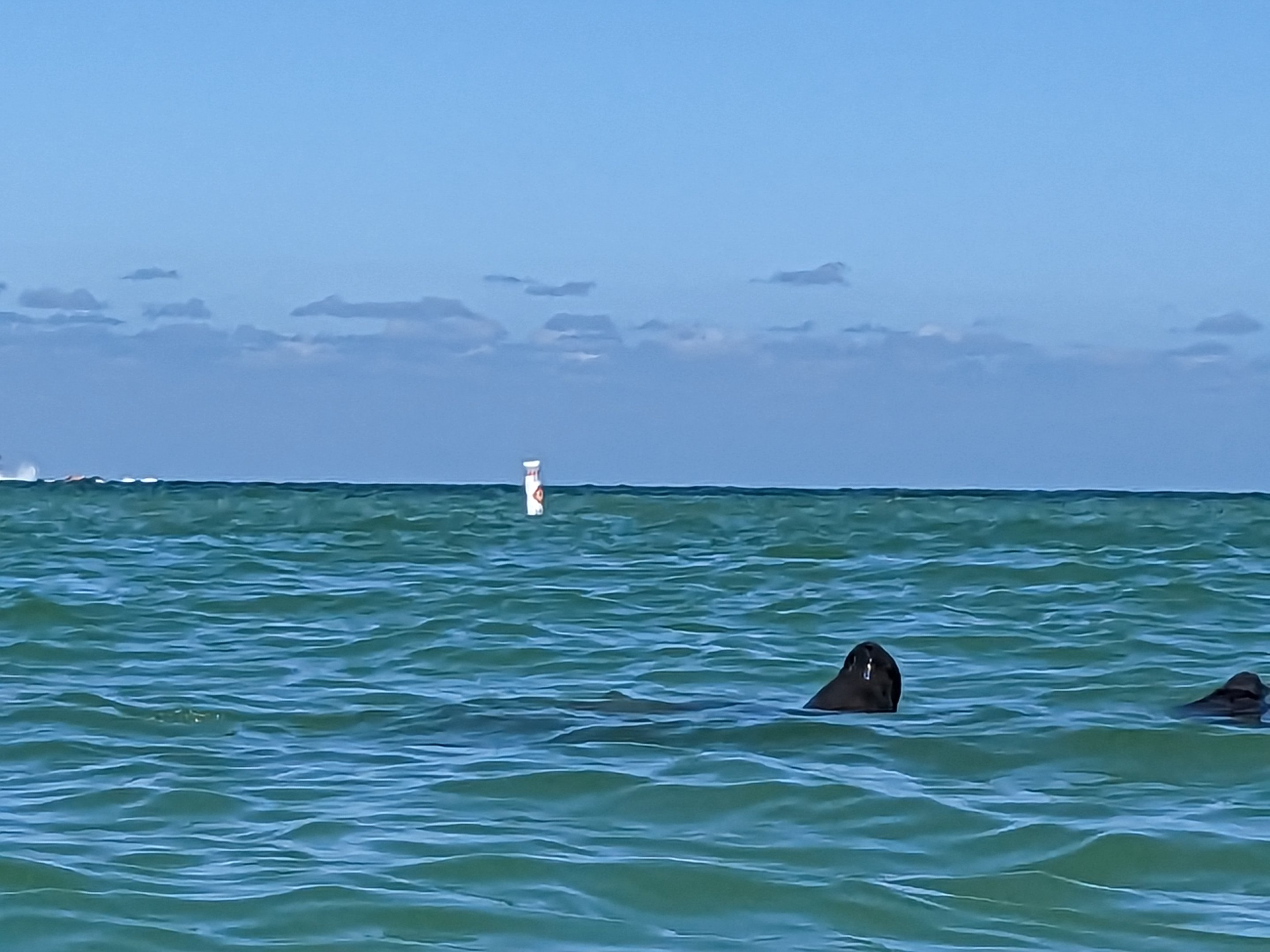 Wild Florida Manatees