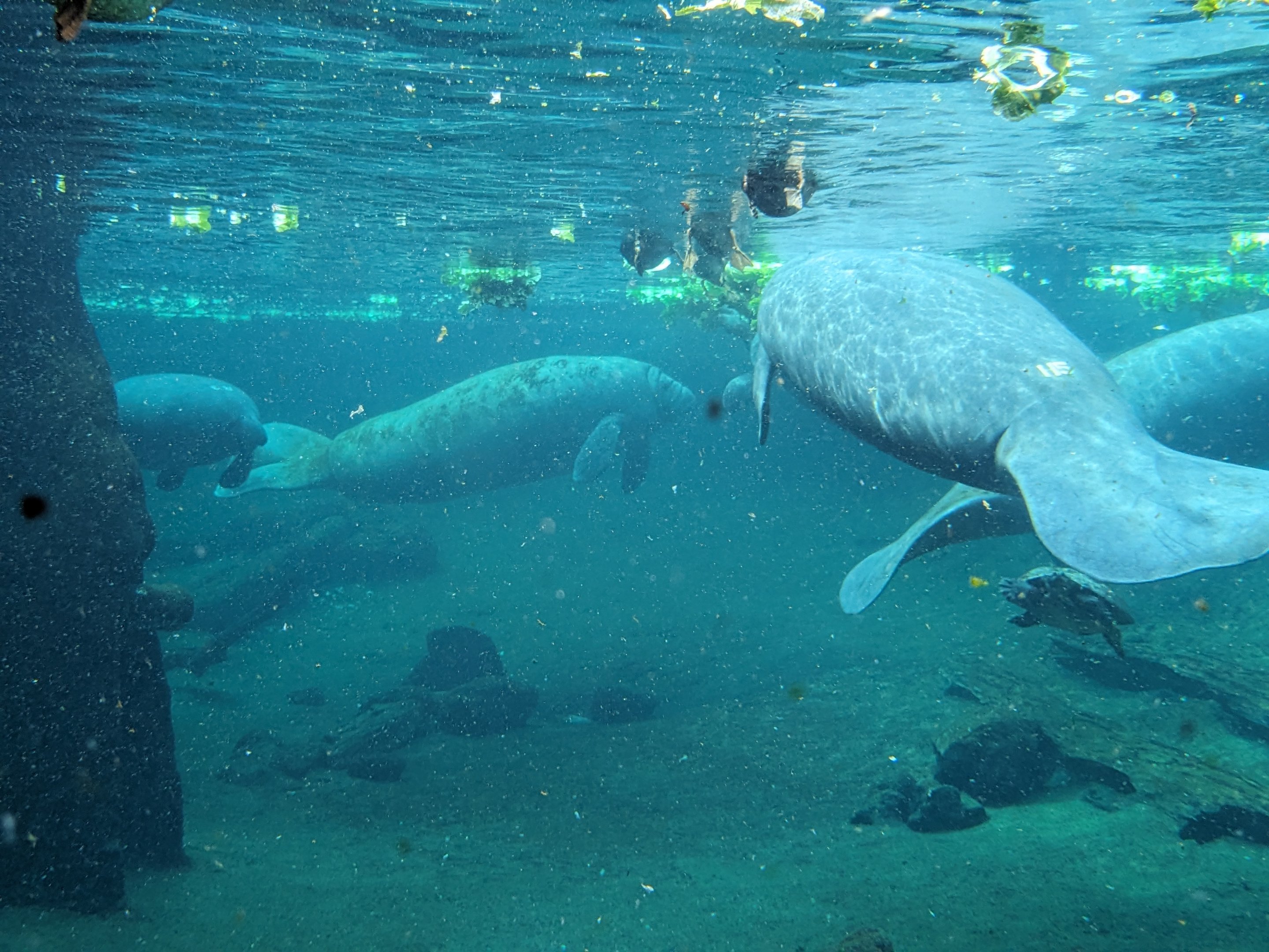 Wild Florida - Manatees