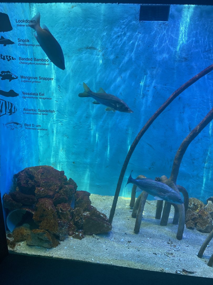 Wild Florida- Mangrove Fish Exhibit
