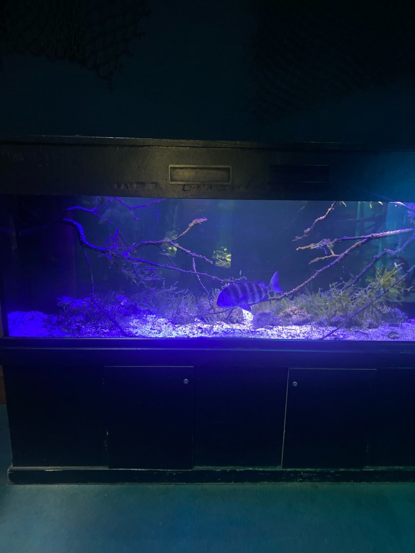 Wild Florida- Mangrove Tank