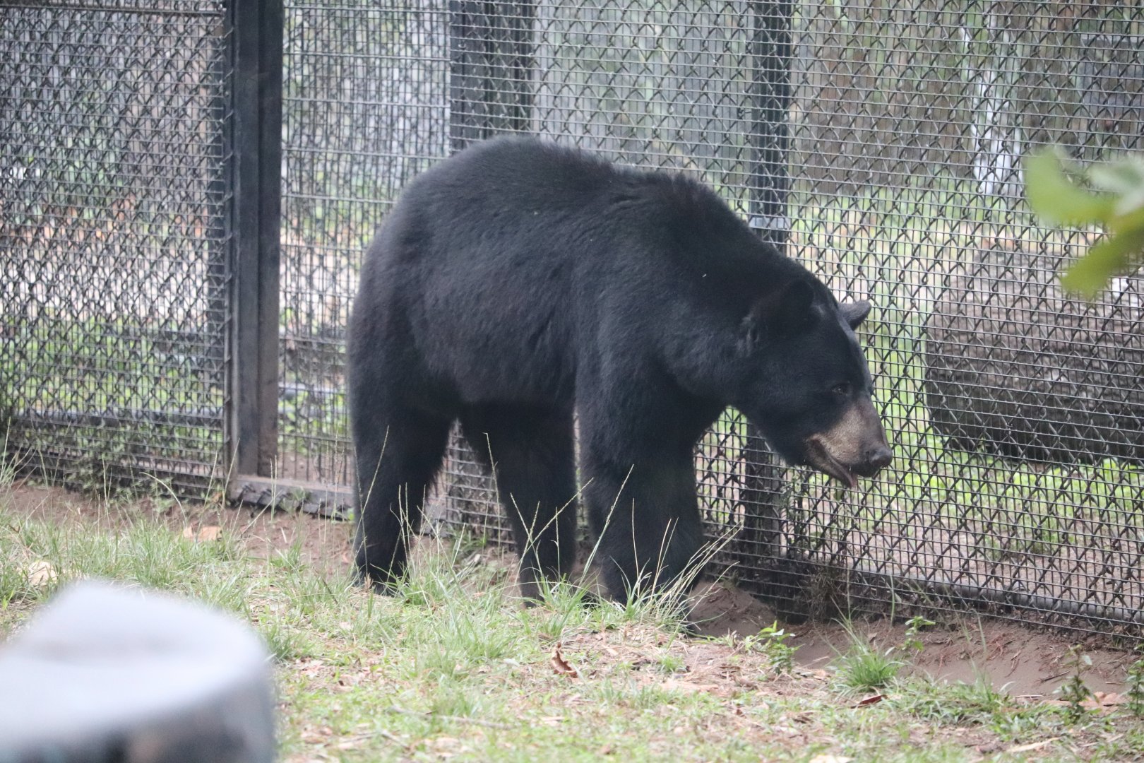 Wild Florida - North American Black Bear