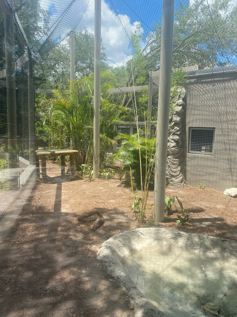 Wild Florida- Panther Exhibit #2