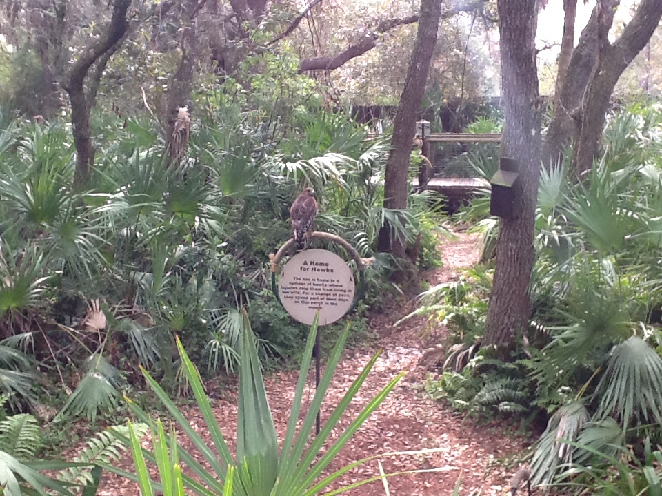 Wild Florida- Red-Shouldered Hawk