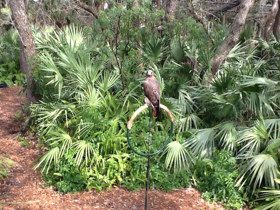 Wild Florida- Red-Tailed Hawk