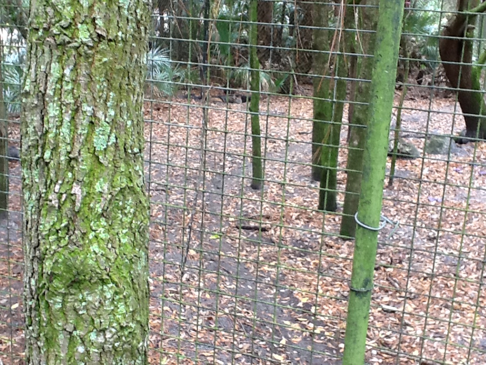 Wild Florida- Red Wolf Enclosure