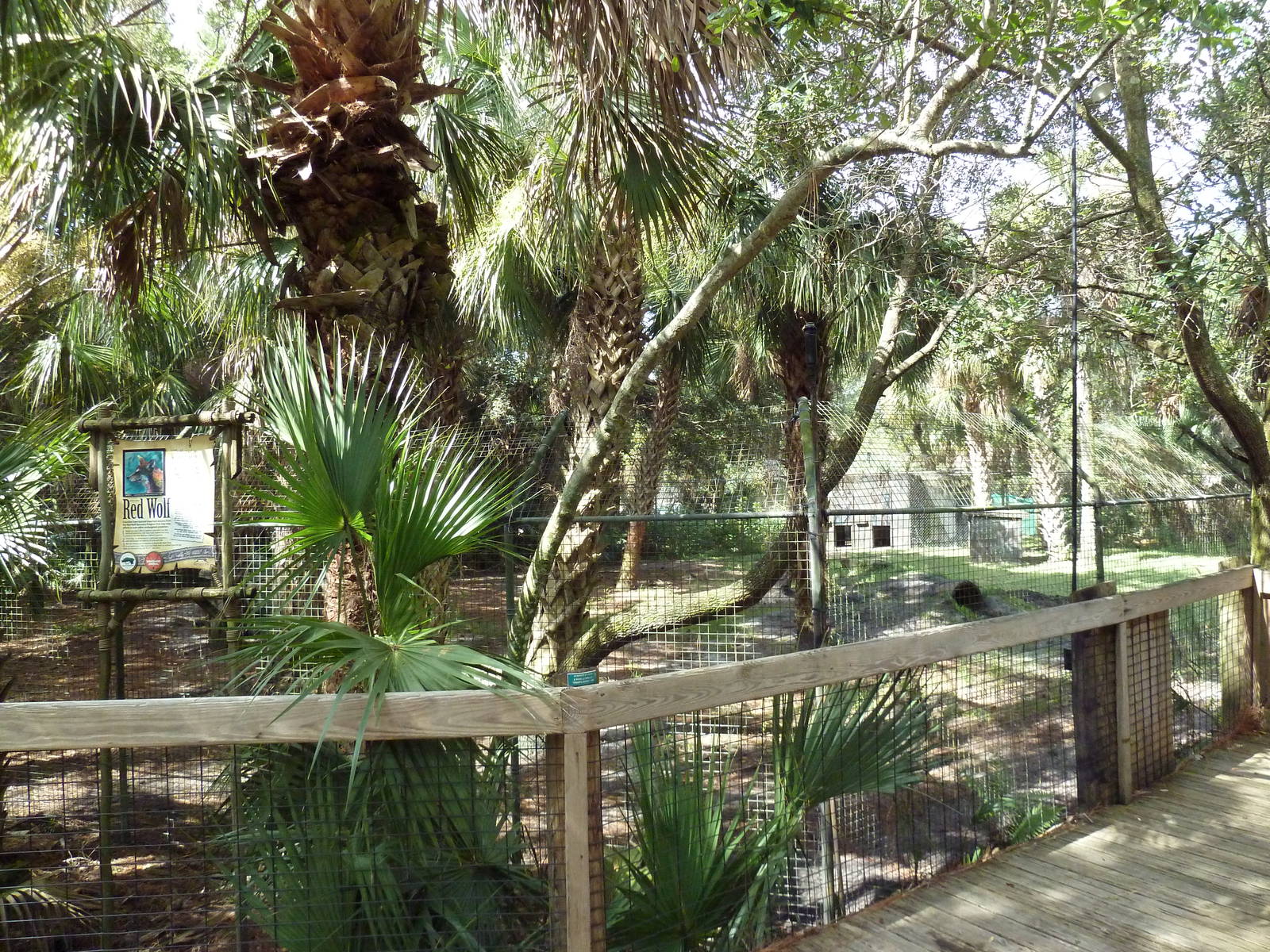 Wild Florida - Red Wolf Exhibit