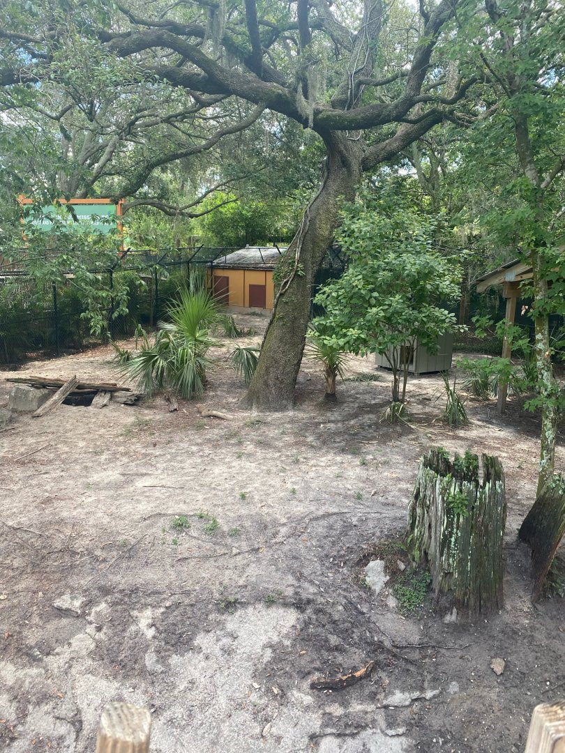 Wild Florida- Red Wolf Exhibit