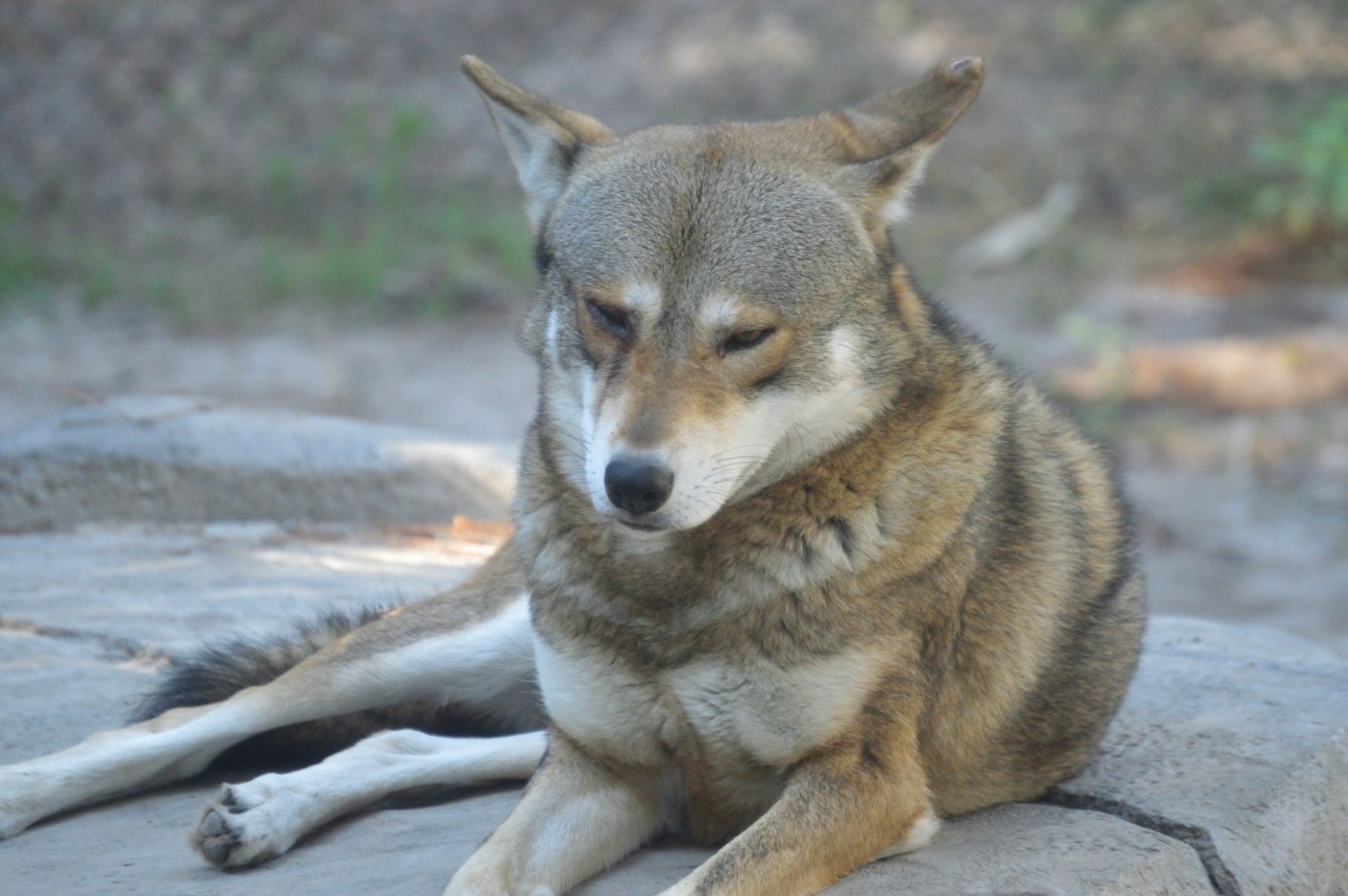 Wild Florida - Red Wolf