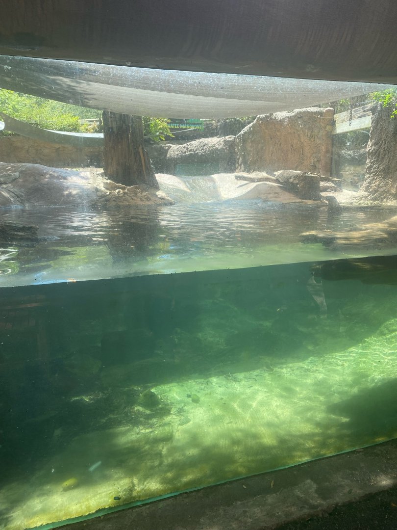 Wild Florida- River Otter Exhibit