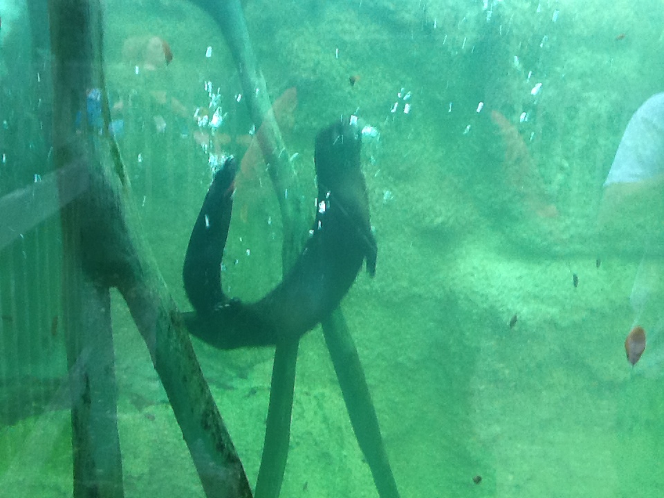 Wild Florida- River Otter