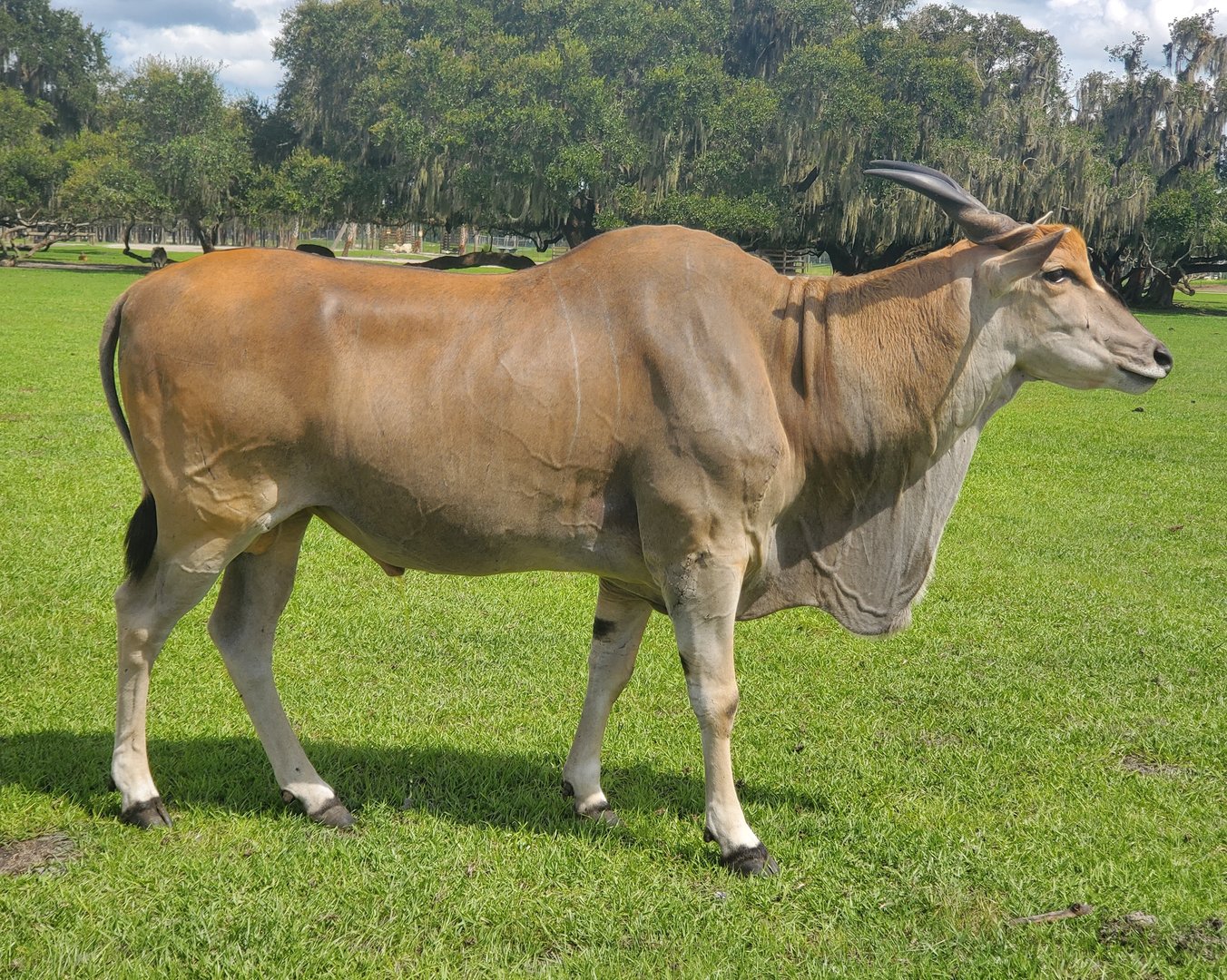 Wild Florida Safari (2022) - Common Eland (Safari Drive-thru)