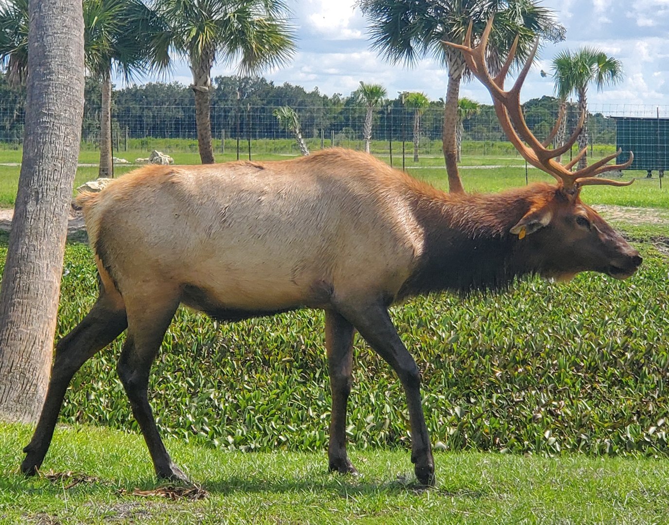 Wild Florida Safari (2022) - Elk (Safari Drive-thru)