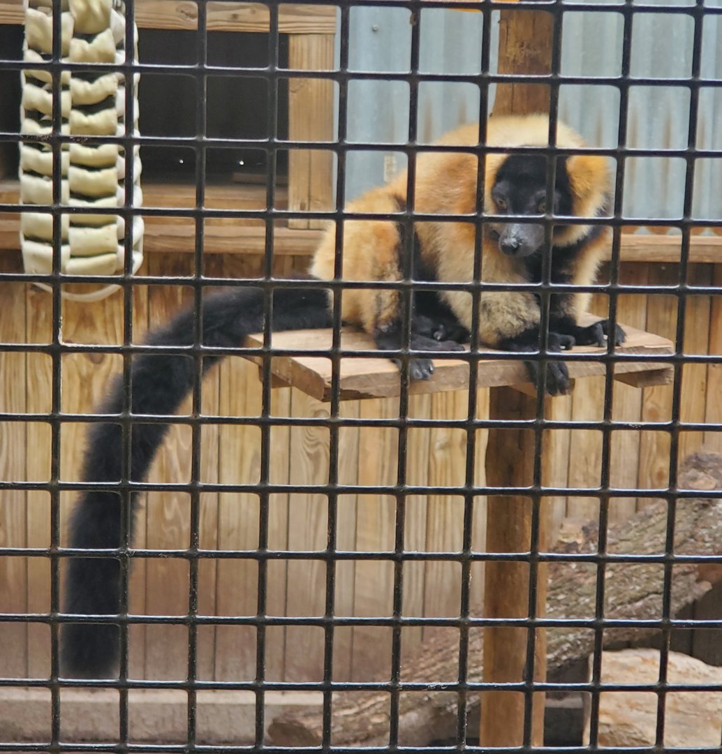 Wild Florida Safari (2022) - Hybrid Ruffed Lemur (allegedly)