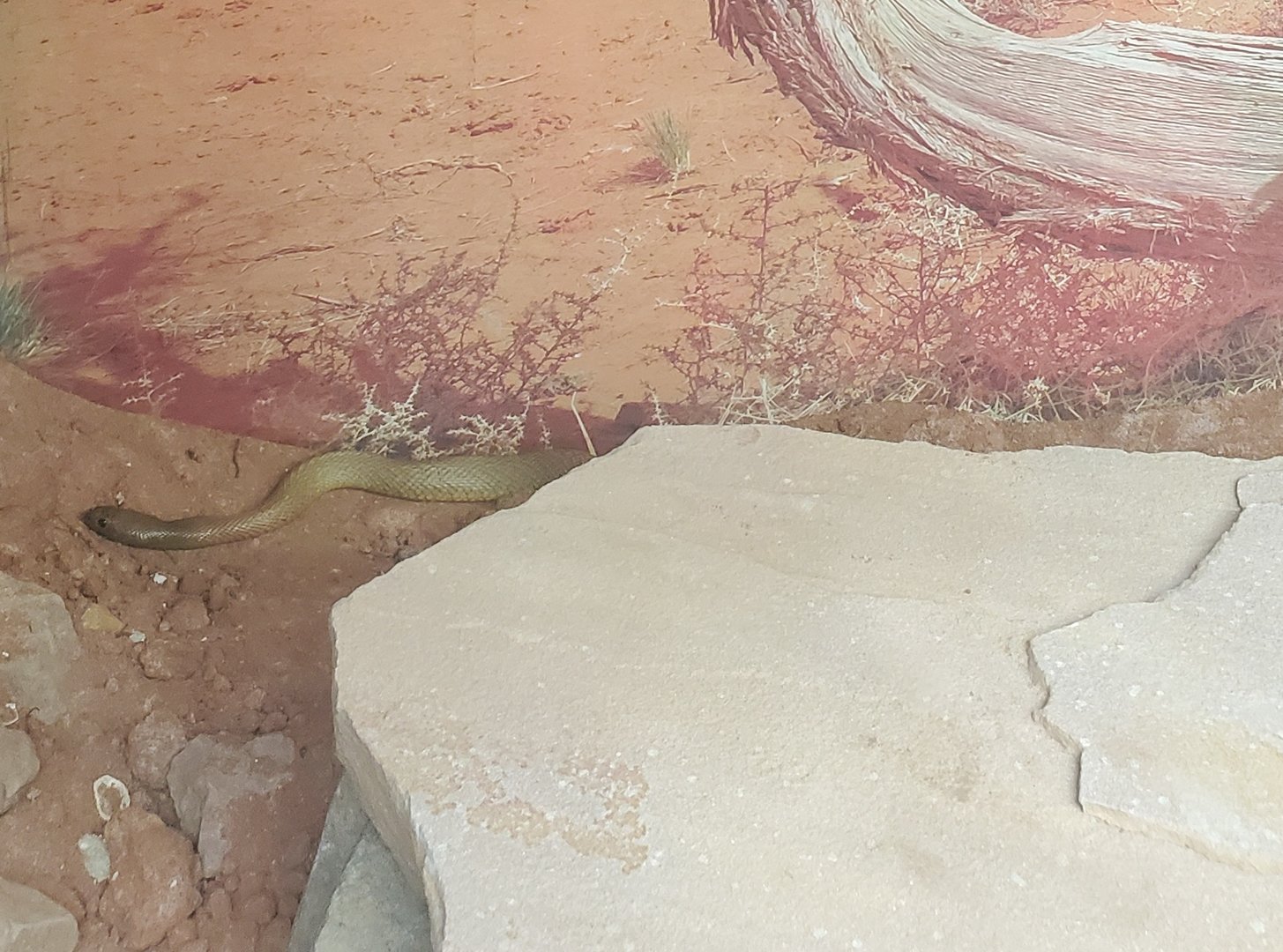 Wild Florida Safari (2022) - Inland Taipan