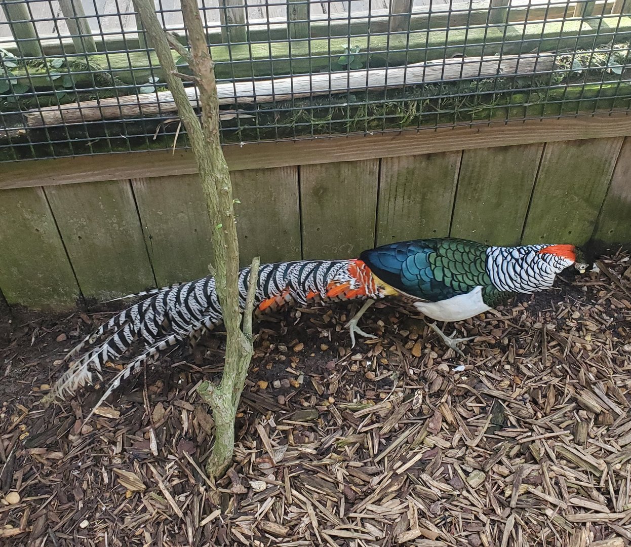 Wild Florida Safari (2022) - Lady Amherst's Pheasant