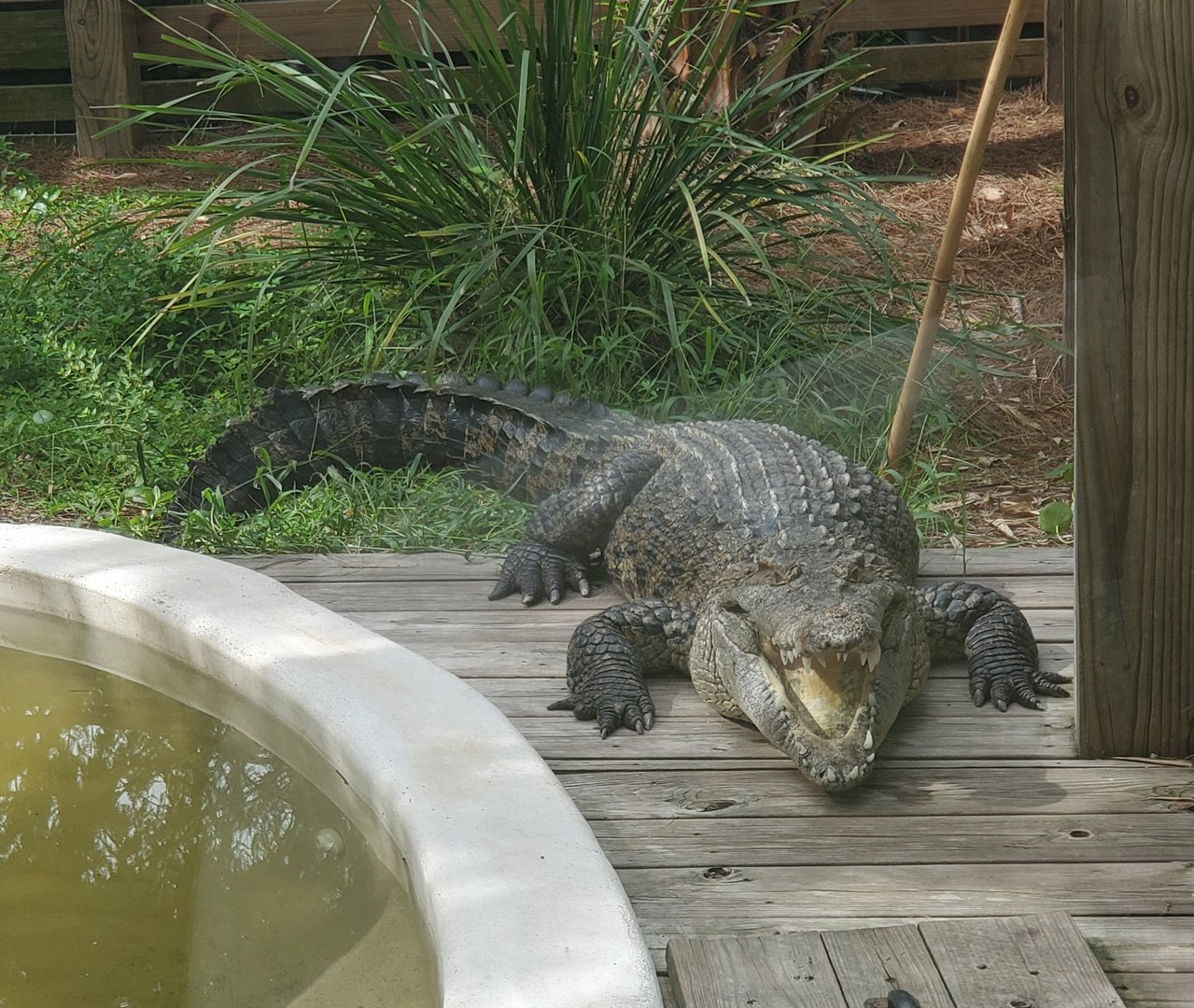 Wild Florida Safari (2022) - New Guinea Crocodile