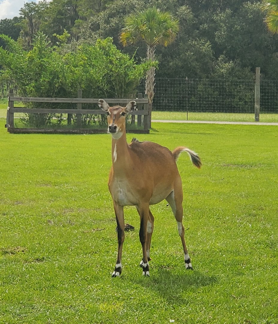 Wild Florida Safari (2022) - Nilgai (Safari Drive-thru)